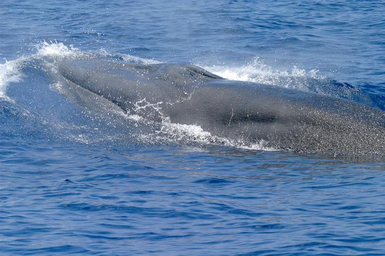 Новый вид китообразных обнаружен в Мексиканском заливе